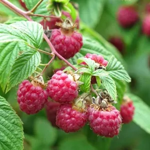 Raspberry plants for sale