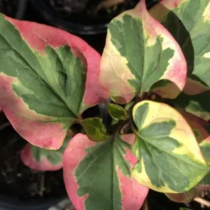 Houttuynia cordata 'Chamaeleon' (Harlequin plant)