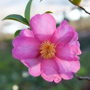 Camillia sasanqua Kanjiro