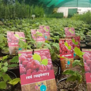 Red raspberry for sale online South Africa