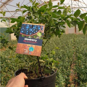 Blueberry plant, 3L shrub pot