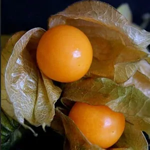 Gooseberry plant for sale South Africa