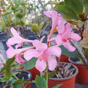 Rhododendron - Vireya Highland Arabesque