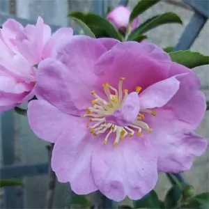 Camellia Marie Young Keurbos
