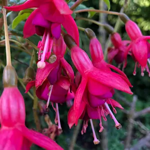 Fuchsia