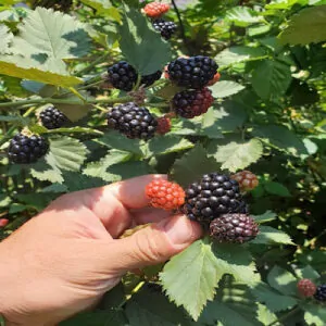 Blackberry plant for sale SA
