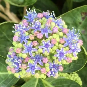 Hydrange fireworks Christmas rose hortensia