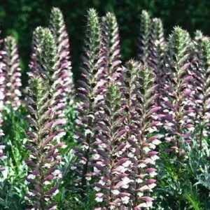 Acanthus mollis bears breeches South Africa
