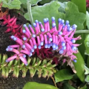 Aechmea gamosepela, matchstick bromeliad