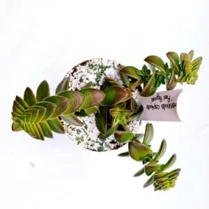 Crassula capitella 'Red Pagoda'