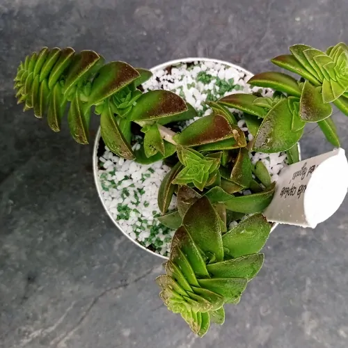 Crassula capitella 'Red Pagoda' - Image 2