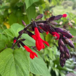 Salvia Gesneriifolia (Tequila Sunrise)