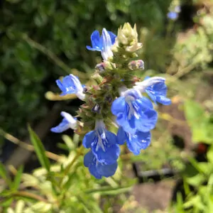 Tall blue salvia