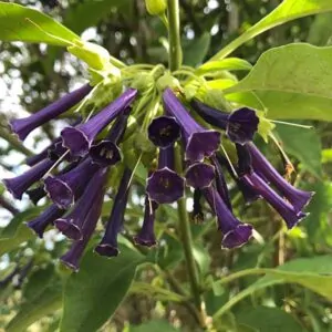 Violet churcu (Iochroma cyaneum)