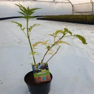 Elderberry plant