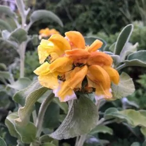 phlomis russeliana