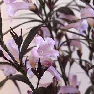 Strobilanthes anisophyllus