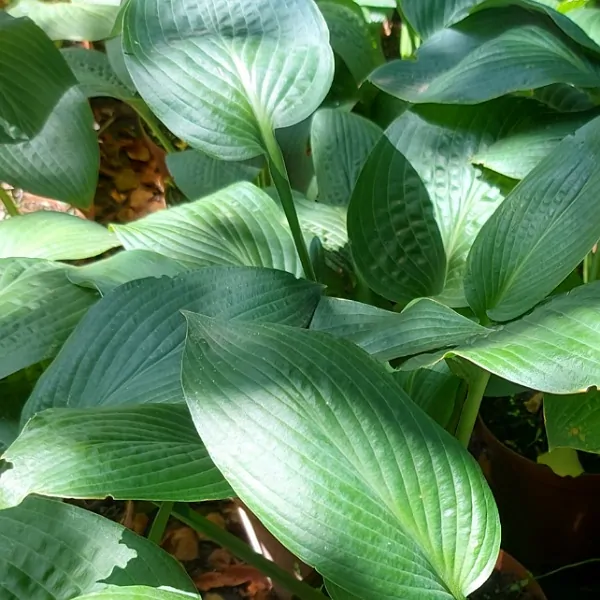 Hosta Venus