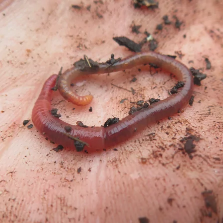Worm Bin (45L) with worms - Image 5