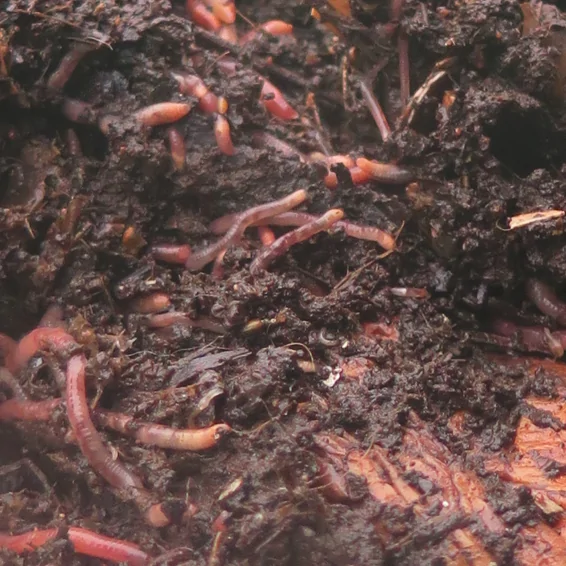 Worm Bin (45L) with worms - Image 6