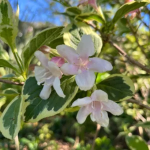 Weigelia florida variegated
