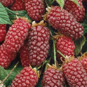 Tayberry plant - for sale in South Africa