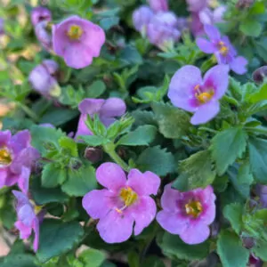 Pink Bacopa megacopa (Sutera Cordata)