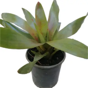 Bromeliad Neregelia South Africa Tableview