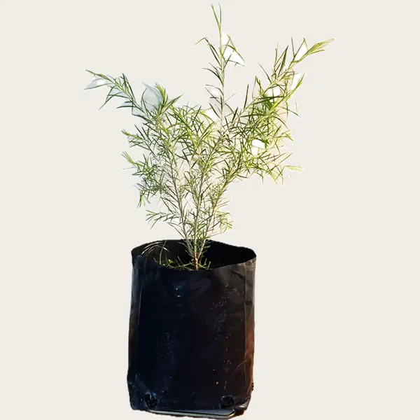 Melaleuca alternifolia Tea Tree plant for sale online couriered nationwide South Africa