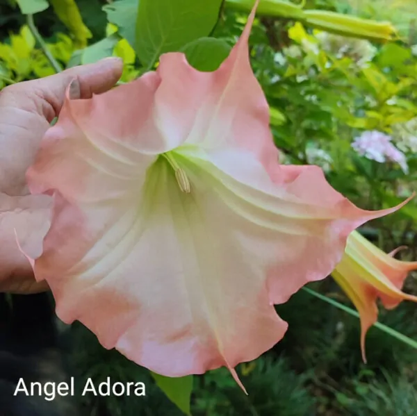 Brugmansia Angel Adora South Africa