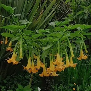 Brugmansia Angel Charles Grimaldi dark yellow South Africa
