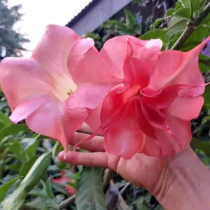 Brugmansia Angel Joli, single pink, for sale online in South Africa