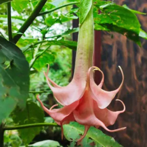 Brugmansia Angel Salmon Perfection