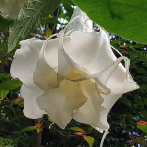 Brugmansia Angel Cloud, double white, for sale online in South Africa