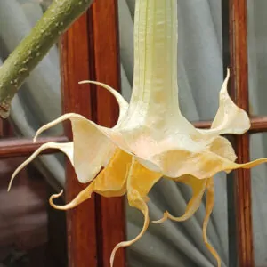 Brugmansia Angel Summertime for sale online in South Africa