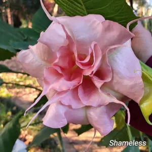 Brugmansia Angel Shameless for sale in South Africa, couriered nationwide