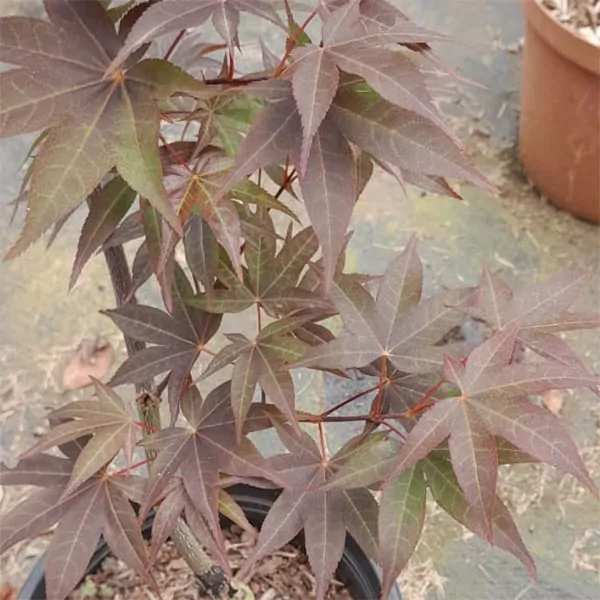 Japanese Acer Rooi Hek for sale in South Africa Keurbos