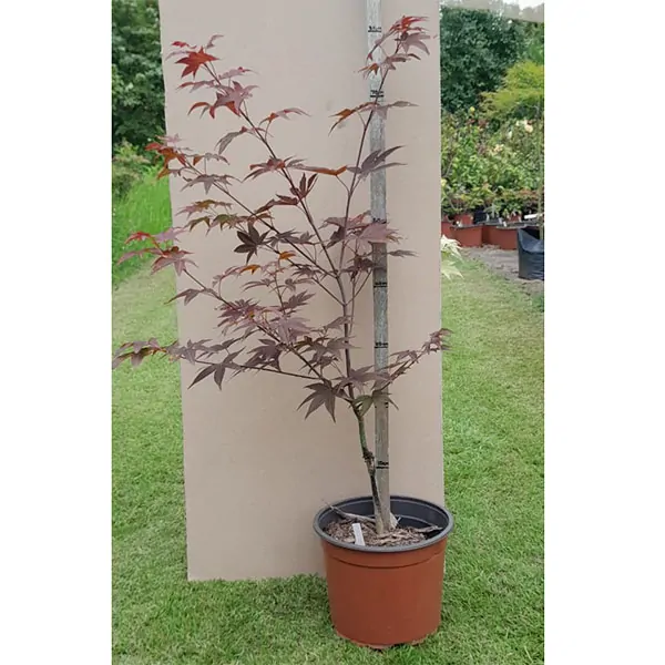 Japanese Acer Rooi Hek for sale in South Africa Keurbos