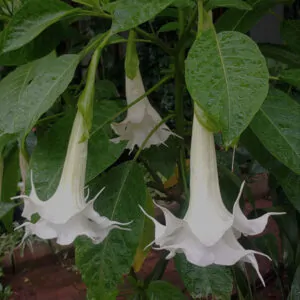Brugmansia Angel Ivona - for sale in South Africa, couriered nationwide