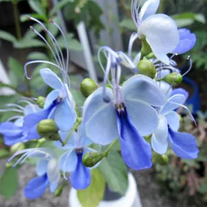 Clerodendrum ugandense