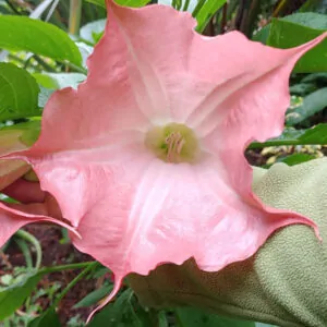 Brugmansia Angel Xena for sale online South Africa