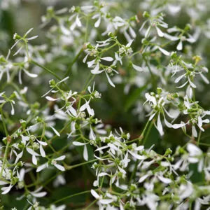 Euphorbia Diamond Frost for sale online South Africa