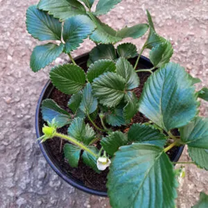 Strawberry plant for sale online, couriered throughout South Africa