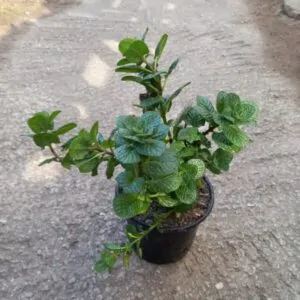 Mentha spicata (Spearmint) for sale online in South Africa