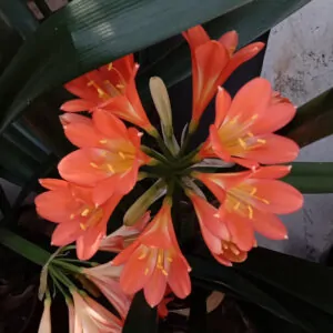 clivia miniata orange, for sale in South Africa, couriered nationwide
