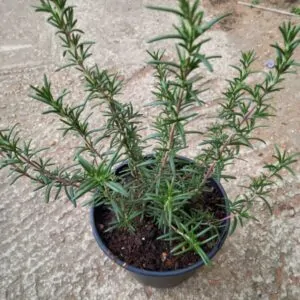 Salvia rosemary for sale online South AFrica