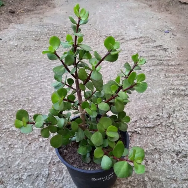 Portulacaria afra (Spekboom) for sale online South Africa