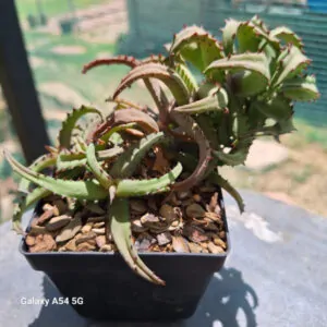 Aloe castilloniae