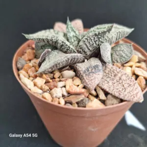 Gasteria Elephiea