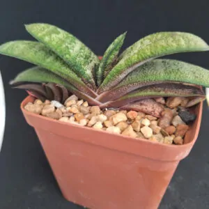 Gasteria Batesiana